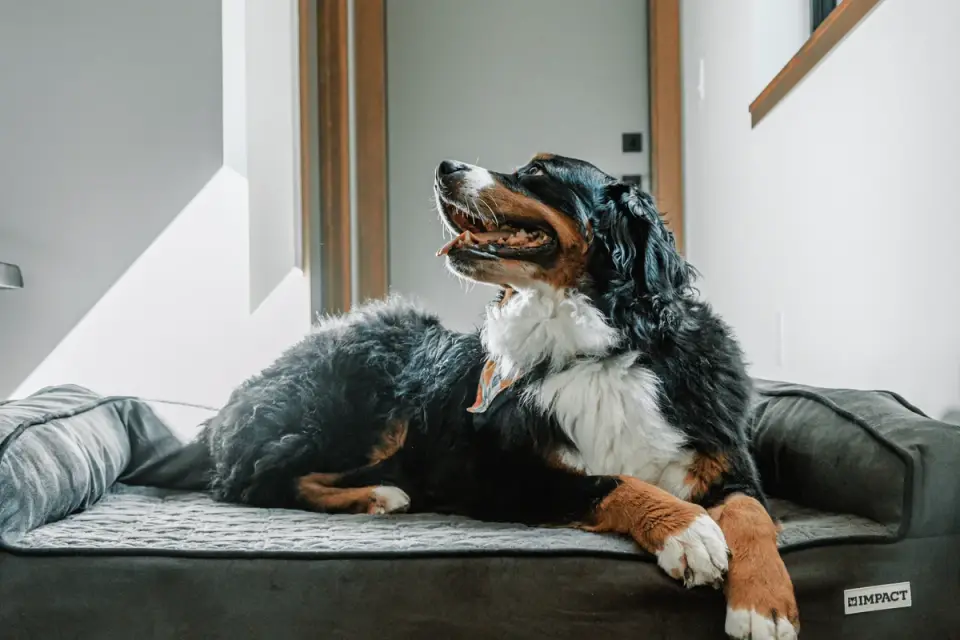 Orthopedic dog bed placed on a non-slip rug at home