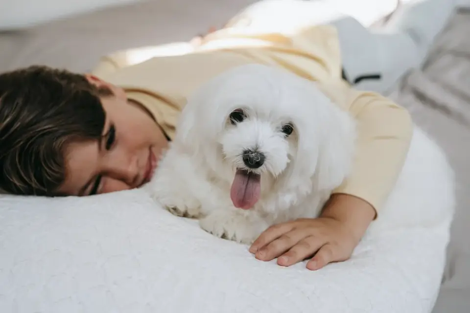 Owner brushing the teeth of a small white Maltese dog