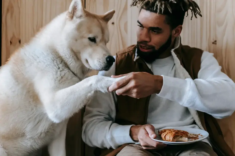 Owner hand-feeding a soft chew to a large senior dog