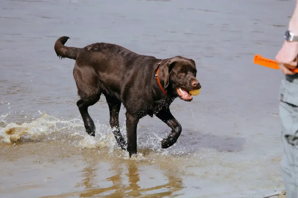 Owner handing a chewable joint supplement to a Labrador retriever at home