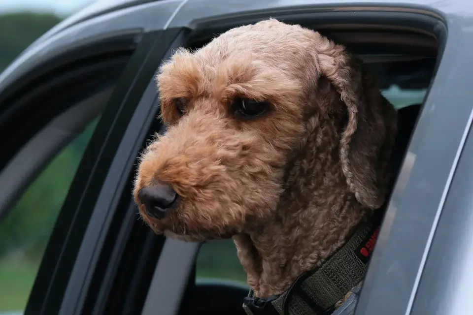 Owner handing a small dog a chew before getting into the car