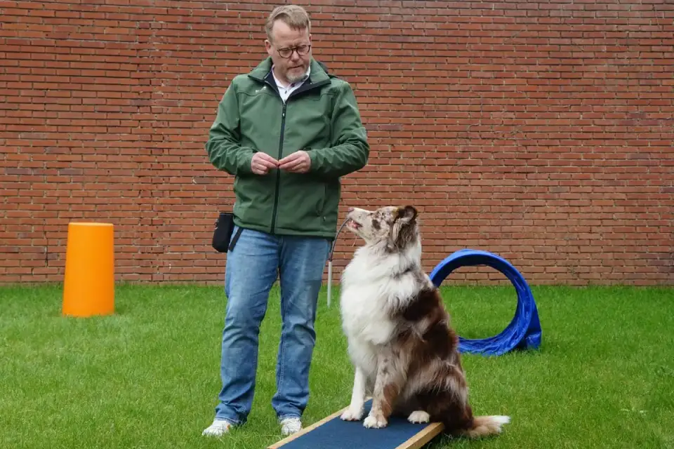 Owner offering a calming chew to a dog before a training session