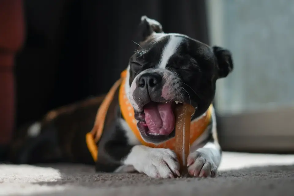 Owner offering a calming chew to a relaxed dog on the couch
