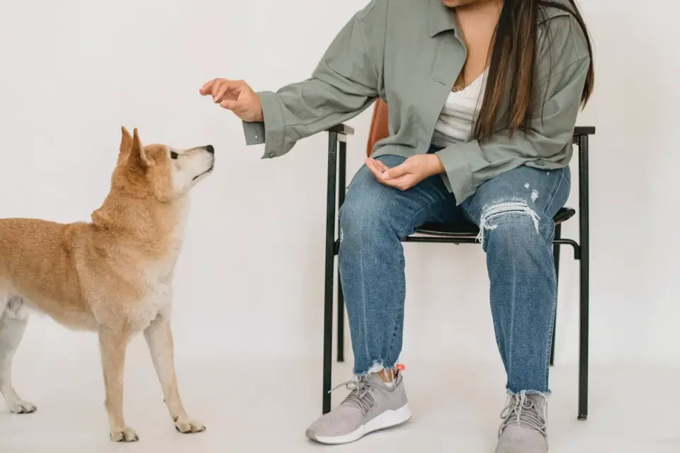 Owner offering a treat to a relaxed dog during an indoor training session