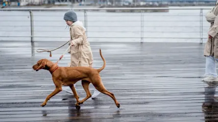 Owner supporting a dog