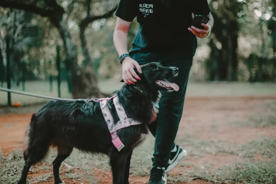 Owner supporting a dog