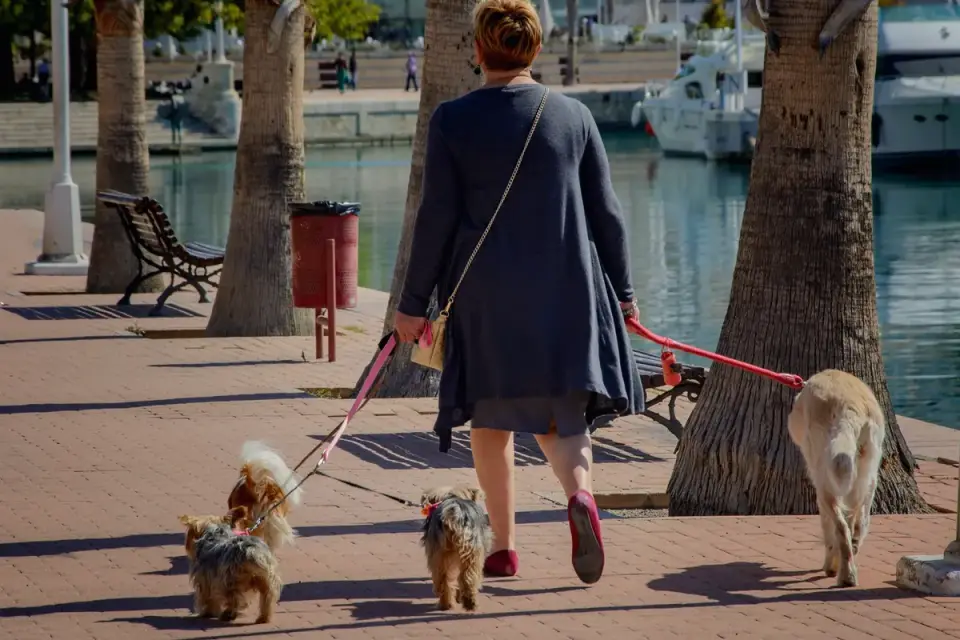 Owner walking a dog at a distance from another dog on a wide sidewalk