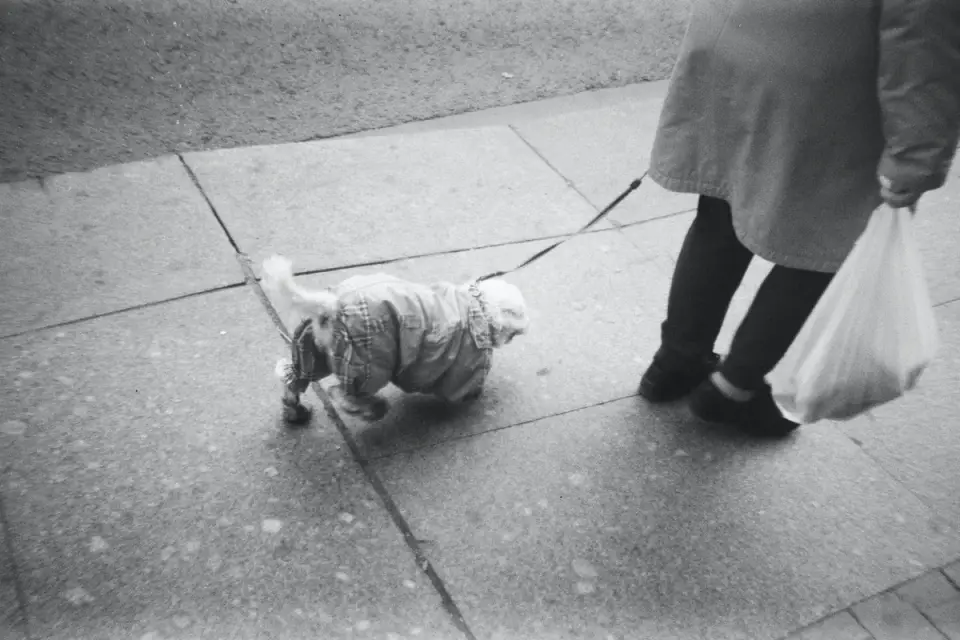 Owner walking a senior dog slowly along a flat, shaded sidewalk