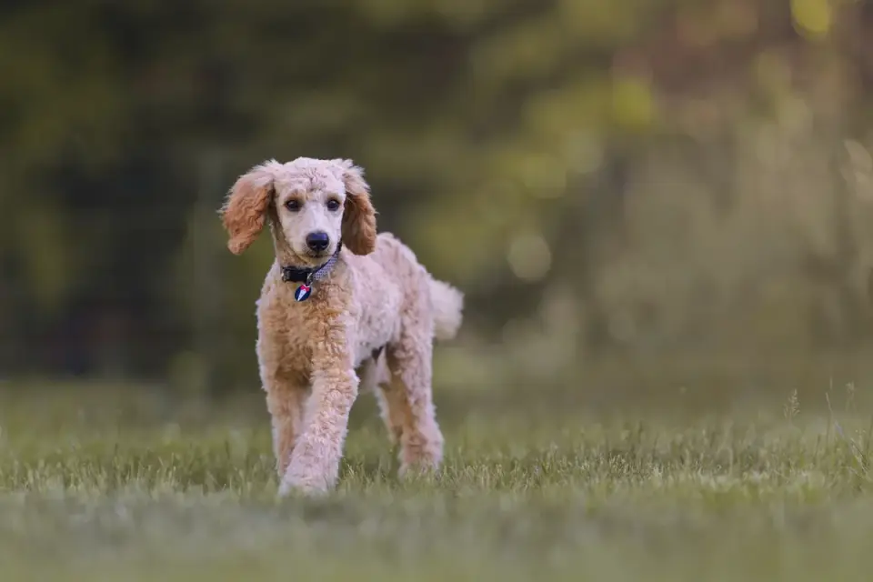 Poodle portrait