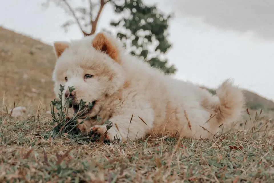 Puppy eating from a bowl