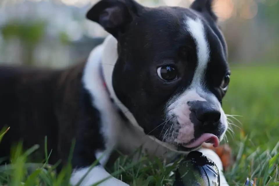 Puppy eating from a bowl