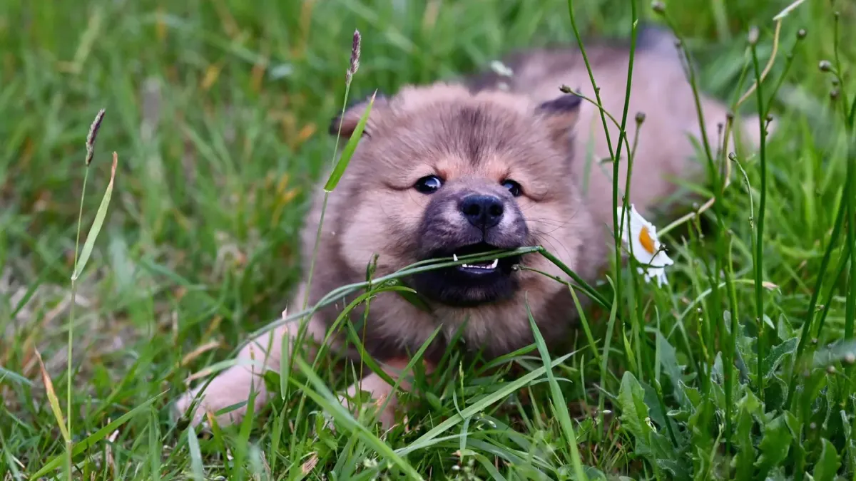Puppy eating from a bowl