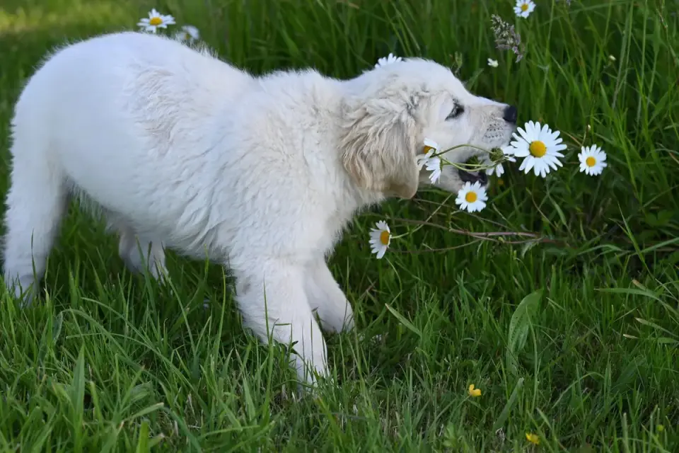 Puppy eating from a bowl