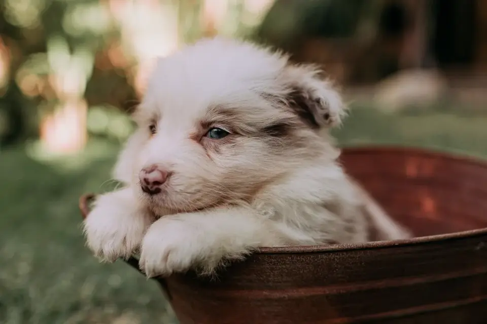 Puppy eating from a bowl