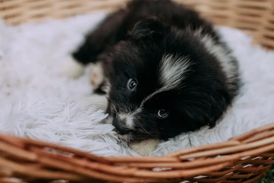Puppy eating from a bowl