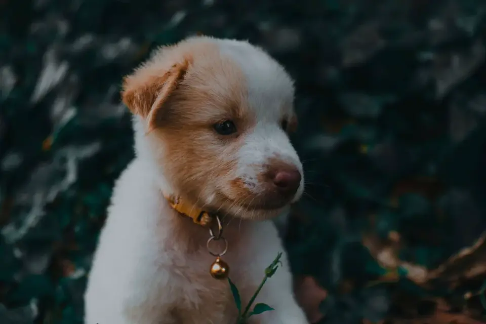Puppy eating from a bowl