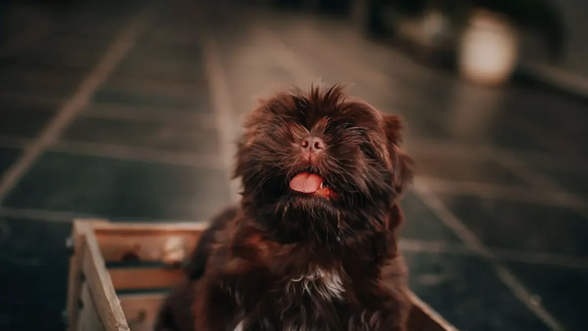 Puppy eating from a bowl