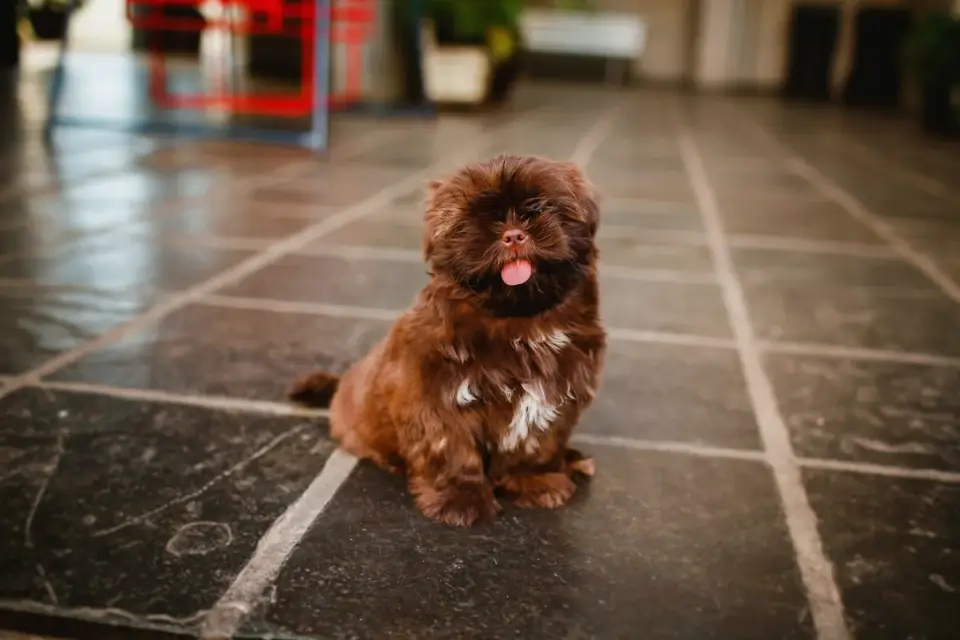 Puppy eating from a bowl