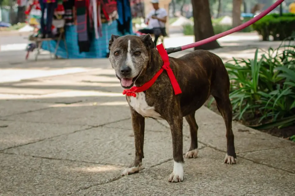 Senior dog on a slow, controlled leash walk