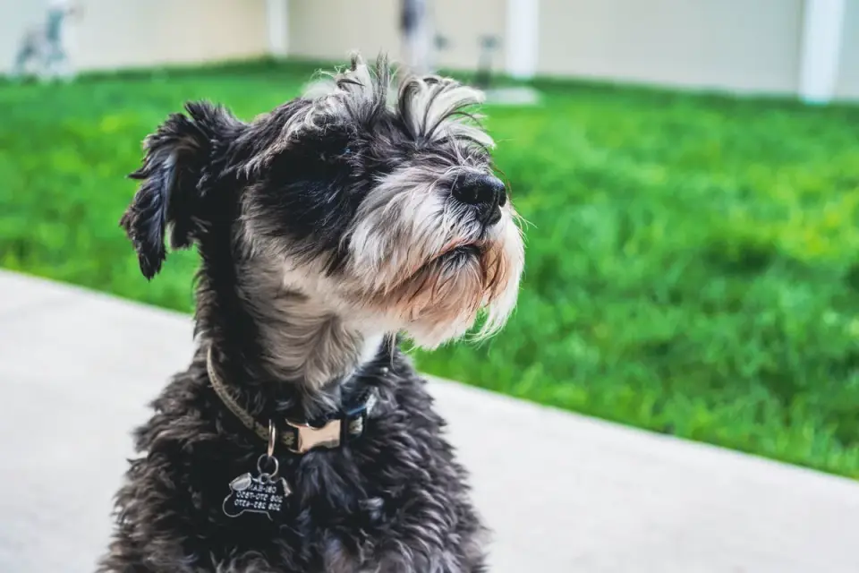 Senior dog portrait