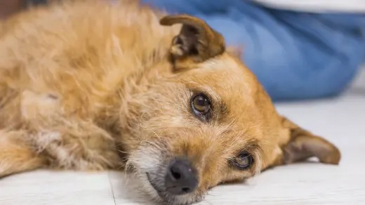 Senior dog resting at home
