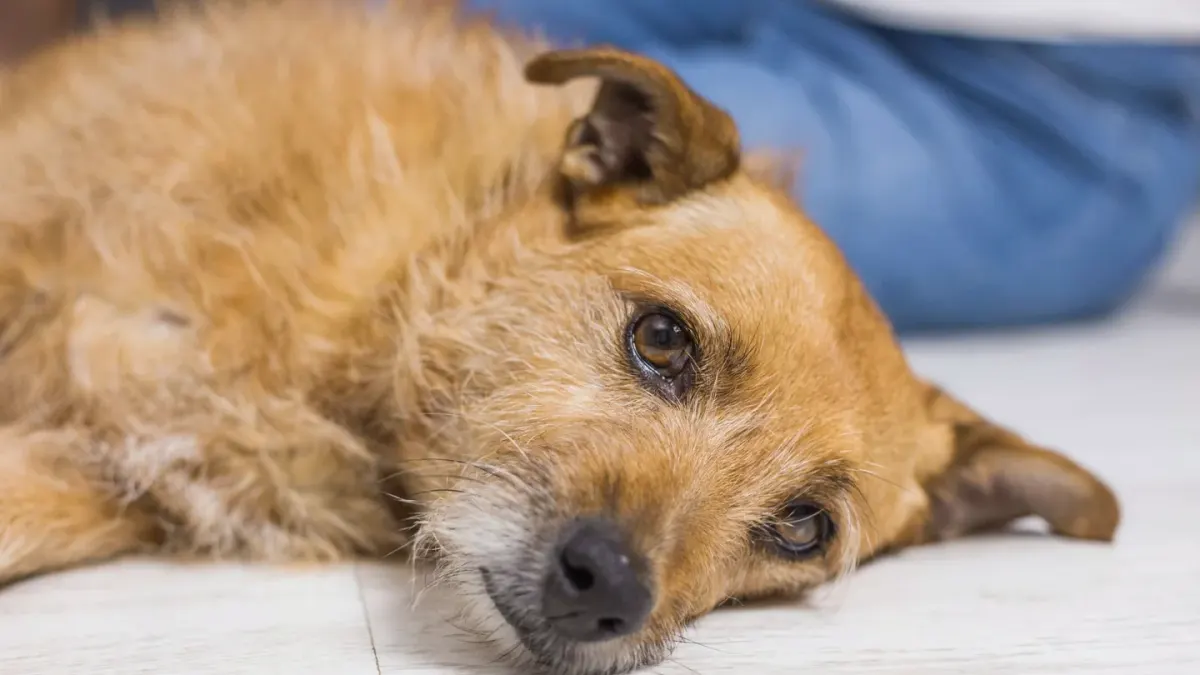 Senior dog resting at home