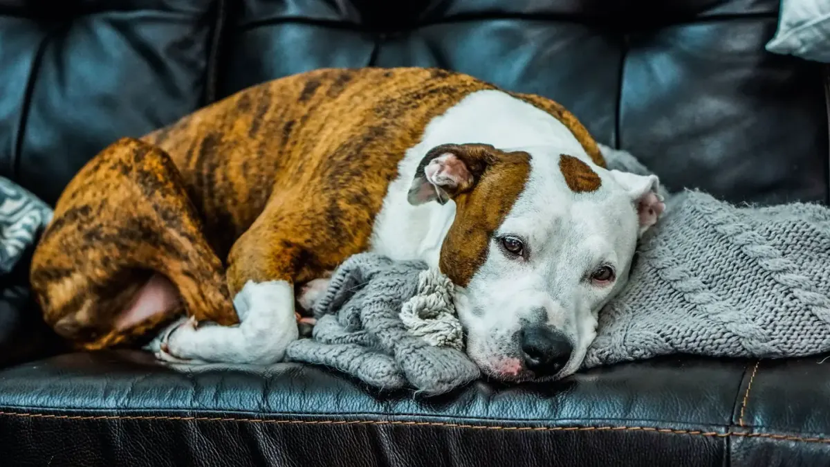 Senior dog resting at home