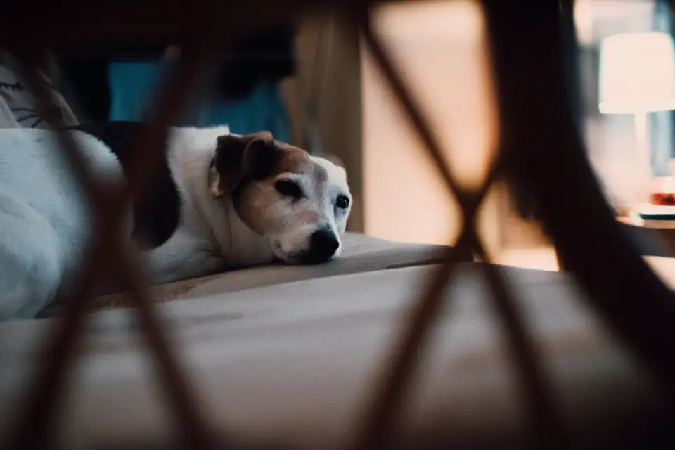 Senior dog resting comfortably on a padded orthopedic bed