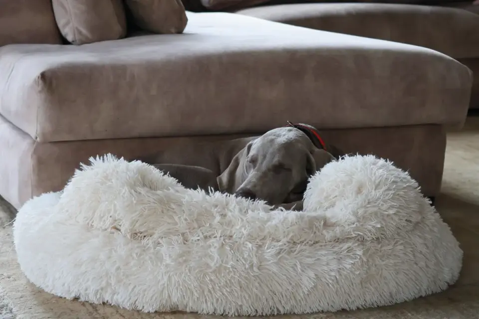 Senior dog resting on a dog bed indoors