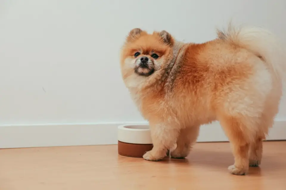 Senior dog standing comfortably at a floor-level feeding mat