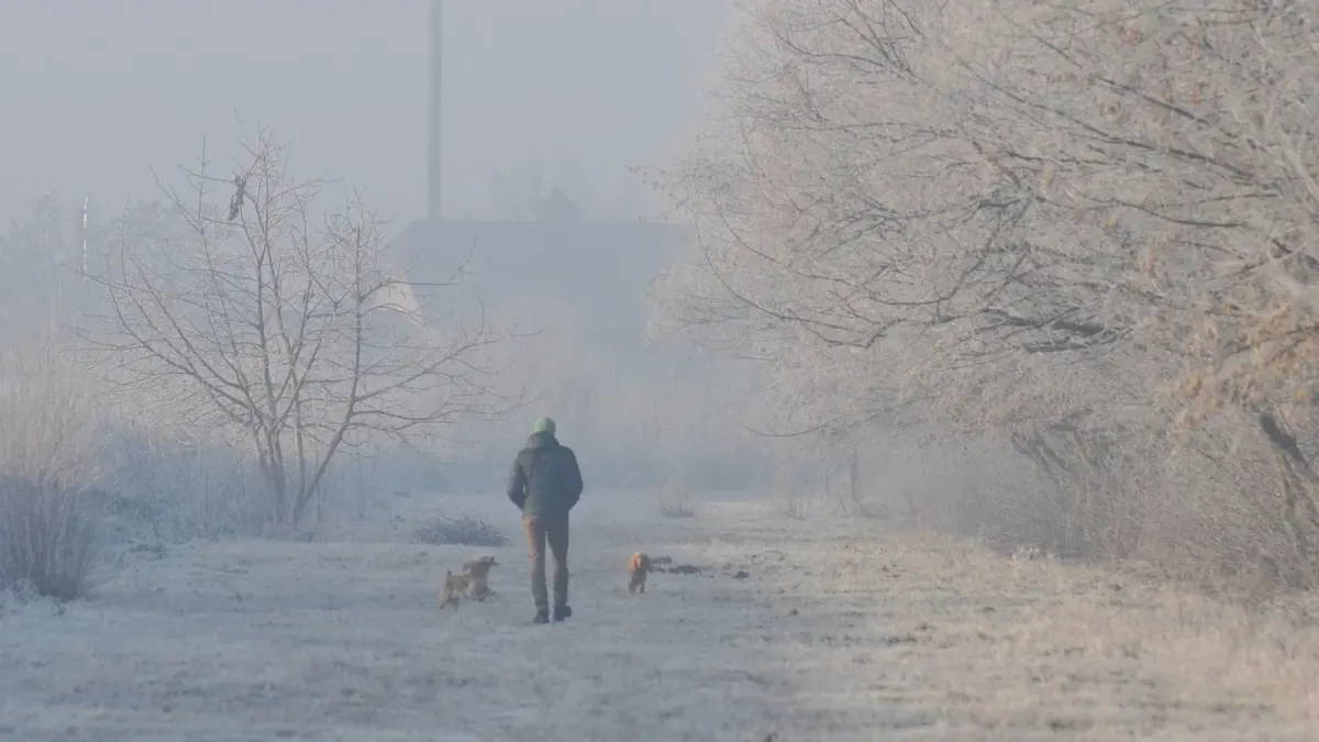 Senior dog walking carefully across frost-covered grass in early morning light