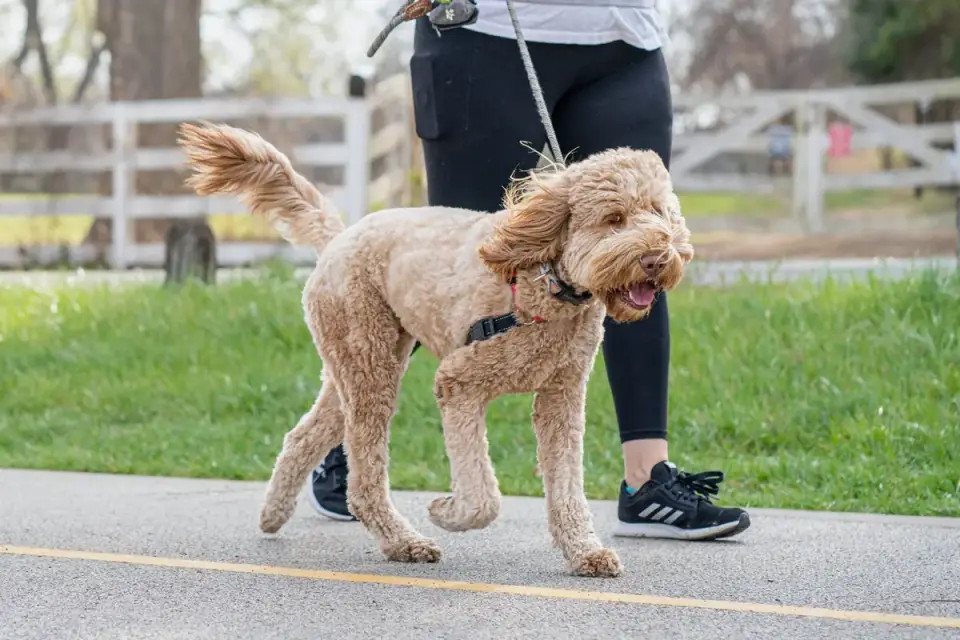 Senior dog walking on a leash with its owner along a paved path