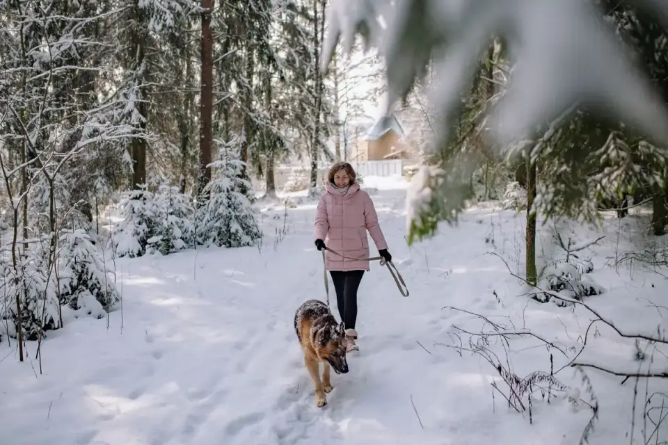 Senior dog walking slowly beside owner on a snow-dusted path