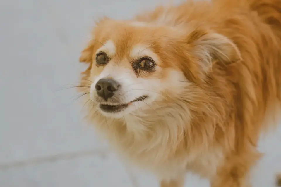 Senior dog walking slowly