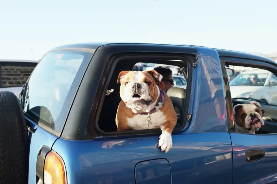 Senior dog walking up a ramp into a car trunk
