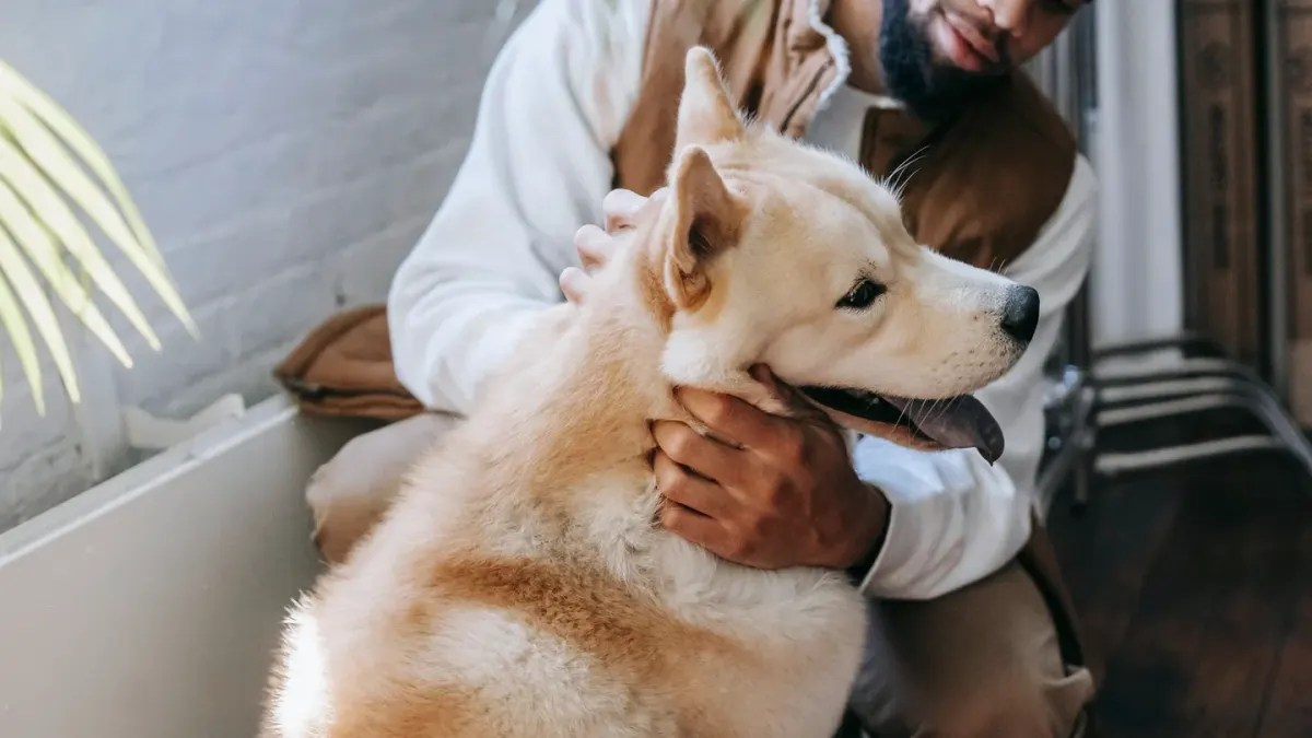 Senior dog walking with an owner