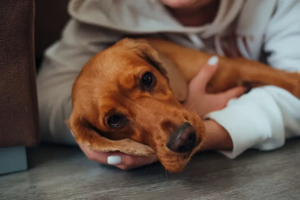 Senior dog walking with an owner