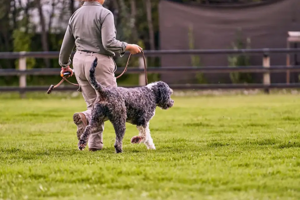 Senior dog walking with an owner