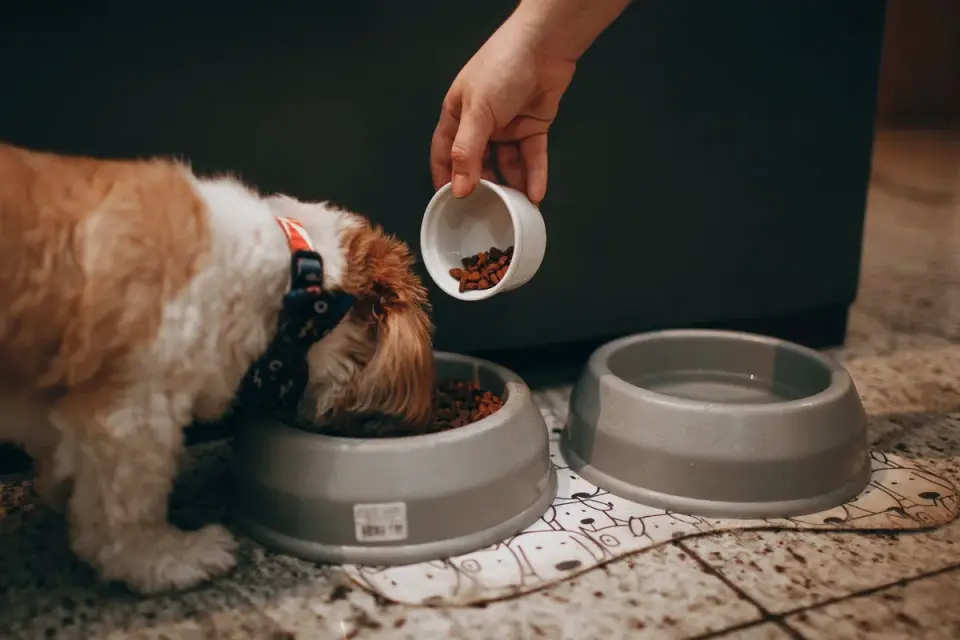 Senior dog walking with an owner