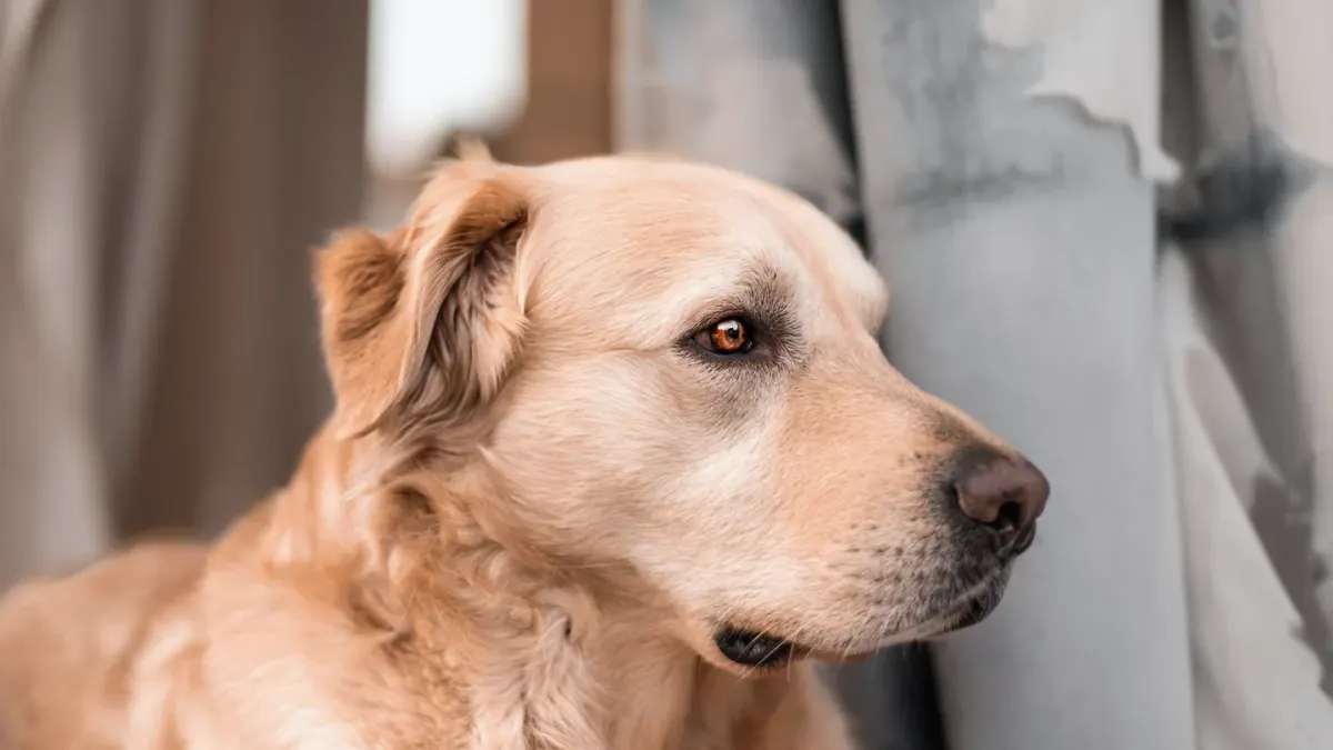 Senior golden retriever lying calmly on an orthopedic dog bed