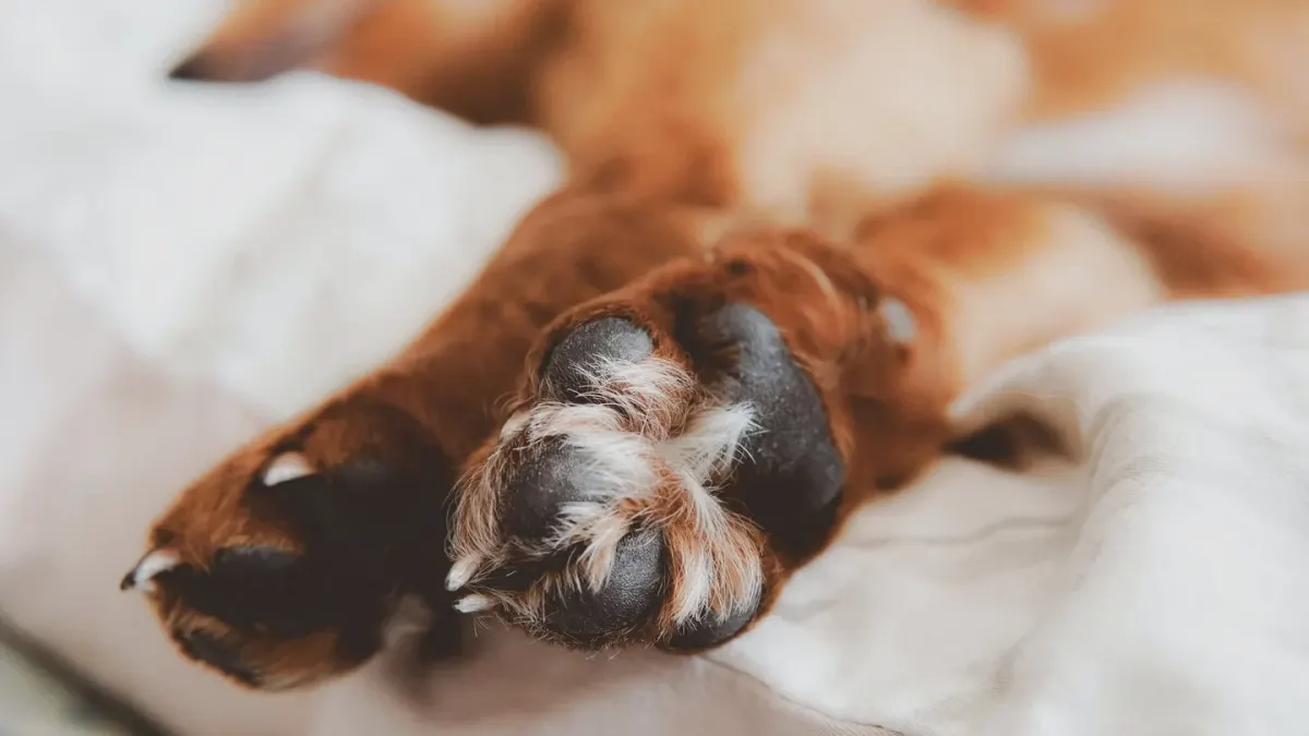 Senior golden retriever lying down calmly indoors