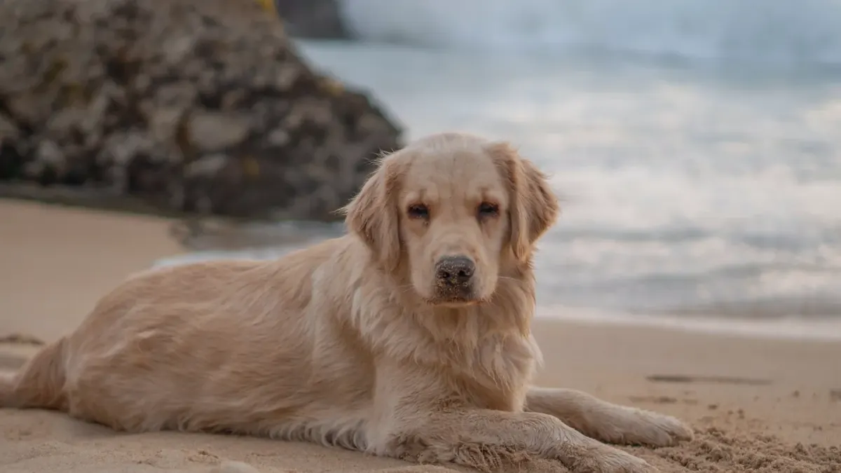 Senior golden retriever lying on an orthopedic bed after a walk