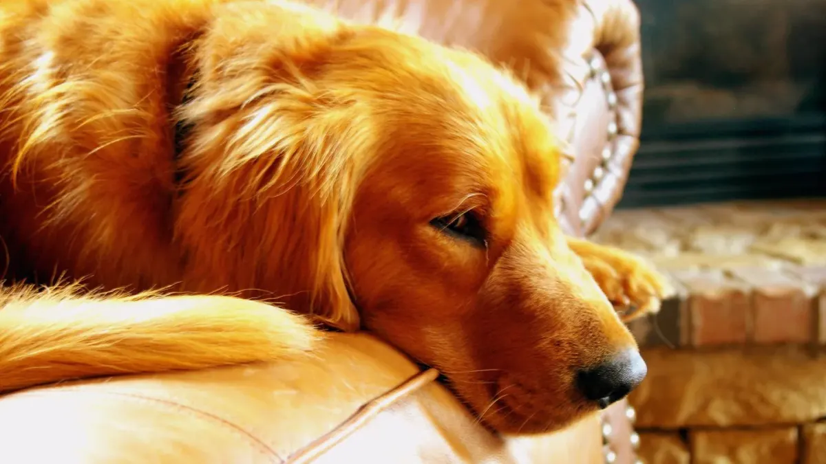 Senior golden retriever lying on an orthopedic bed near a sunlit window