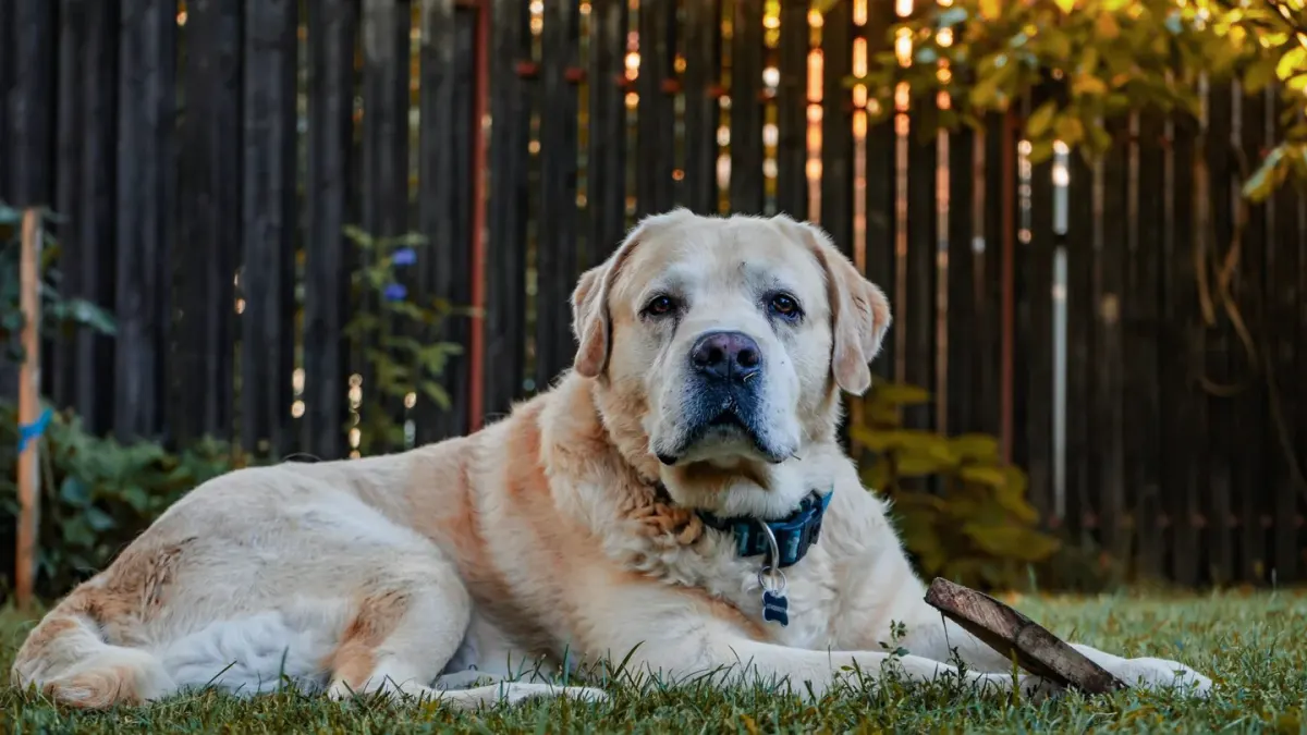 Senior golden retriever lying on an orthopedic bed with legs stretched out