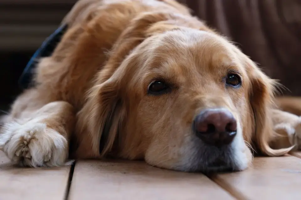Senior golden retriever resting calmly on a dog bed indoors