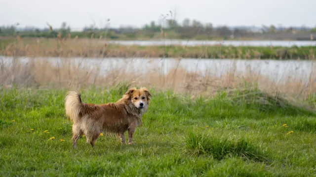 Senior golden retriever wading into shallow water beside its owner