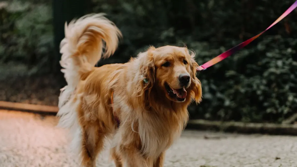 Senior golden retriever walking up a folding ramp into the back of an SUV