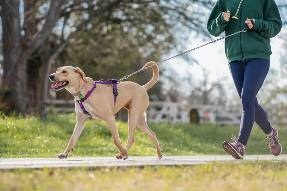 Senior Labrador walking slowly on grass beside its owner