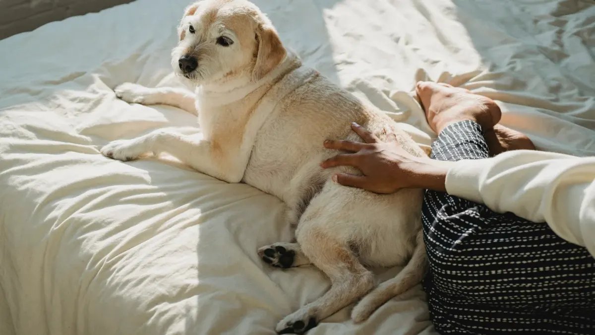 Senior mixed-breed dog resting on an orthopedic bed near a window