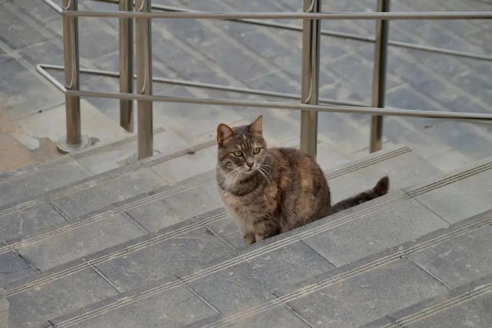Short, shallow pet stairs positioned beside a bed